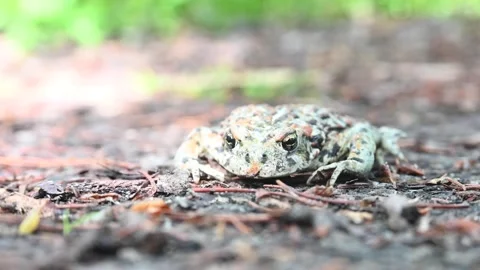 Toad - Cranberry Marsh, CU, ec, el Stock Footage 151228840