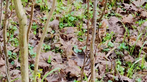 Toad crawling in forest during frog migration, 4K wildlife scene Stock Footage 331817007