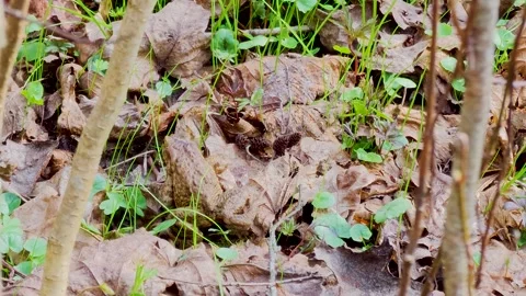 Toad crawling in forest during frog migration, 4K wildlife scene Stock Footage 331817052