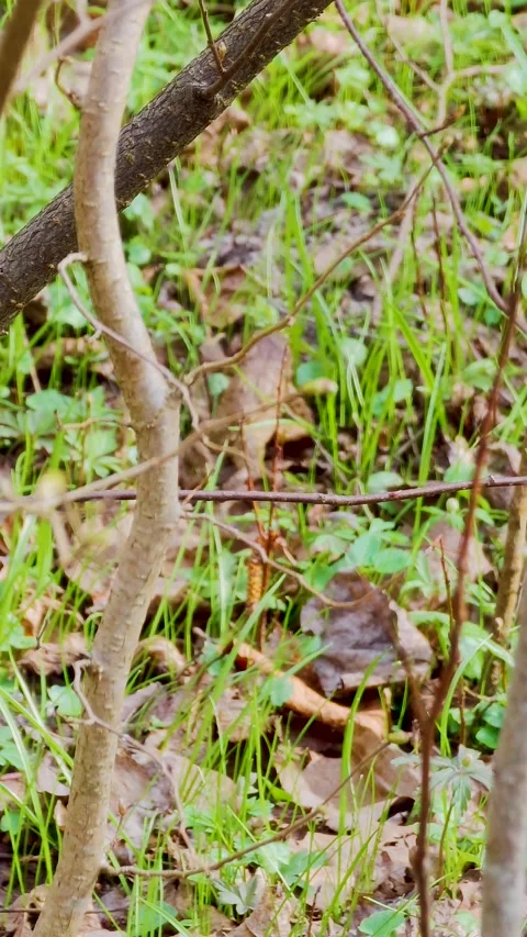 Toad crawling in forest during frog migration, 4K wildlife scene Stock Footage 331817070