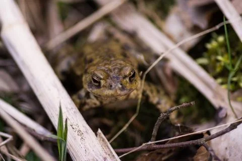 Toad crawling on meadow in spring Stock Photos