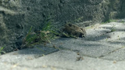 Toad crawling on paving bricks. Handheld, shallow depth of field. Stock Footage 120704348