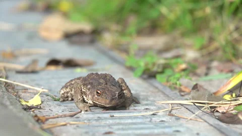 A toad crawls along a storm drain in search of food Stock Footage 206665224