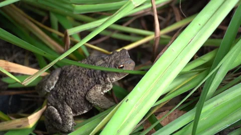A toad crawls in the grass Stock Footage 206665344