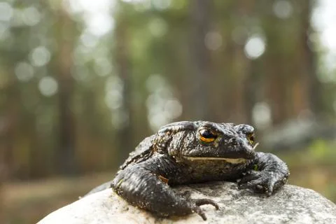 Toad crawls out of the stone in the forest, the Bokeh Stock Photos