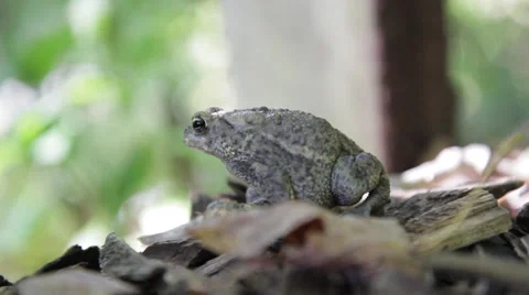 Toad Croaks in Woods Stock Footage 30590574