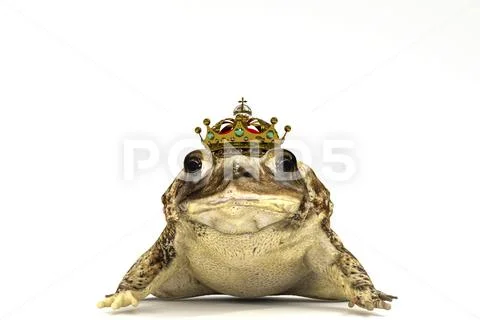 Toad with crown isolated on white: Royalty Free #111369914