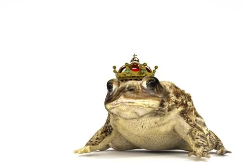 Toad with crown isolated on white Stock Illustration