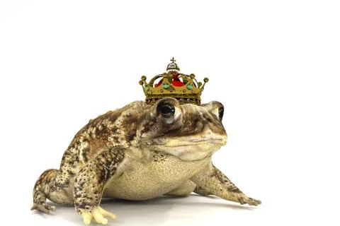 Toad with crown isolated on white Stock Illustration