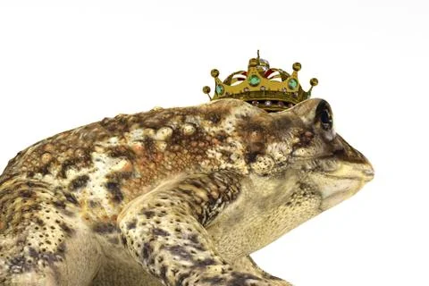 Toad with crown isolated on white Stock Illustration