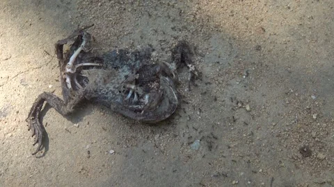 A toad crushed on the roadand ants Stock Footage 336220766