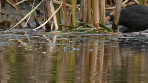 Toad diving near coot in swampy pond Stock Footage 331686974