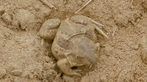 Toad is dug into the ground. Stock Footage 20486351