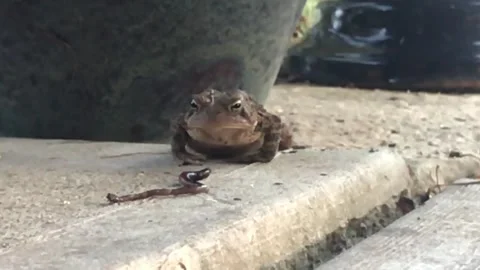 Toad eating an Earthworm - Slow Motion Stock Footage 247912327