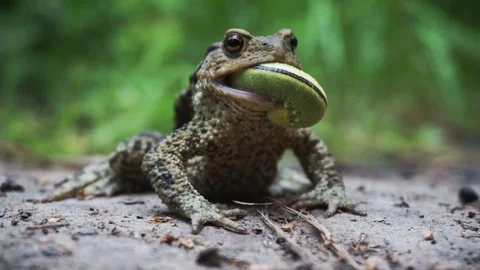The toad eats a caterpillar Stock Footage 82467531