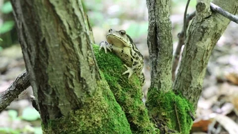 Toad eats 스톡 동영상 257856686