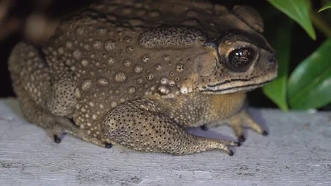 Toad eats insect slow-motion Stock Footage 99947714