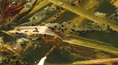 Toad eggs developing Video stock 37557482