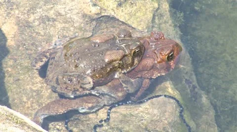 Toad eggs Stock Footage 9281273