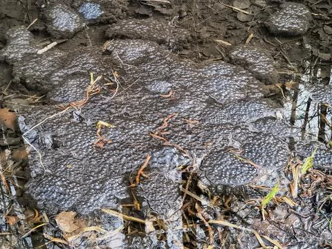 Toad Eggs Pond in spring time Stock Photos