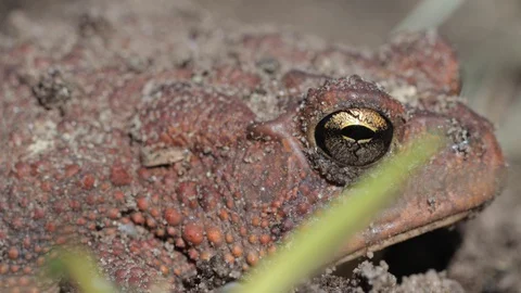 Toad eye amphibian close up Stock Footage 128773979
