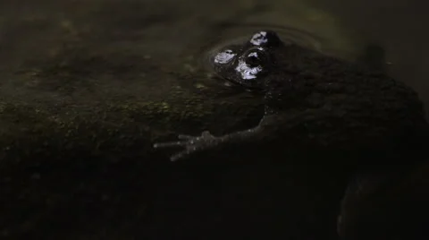 Toad floating with eyes above water Stock-Footage 43813279