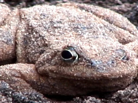 Toad Stock Footage 490019