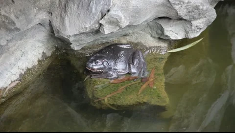 Toad Видео 978961