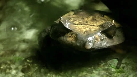 Toad Stock Footage 10560321