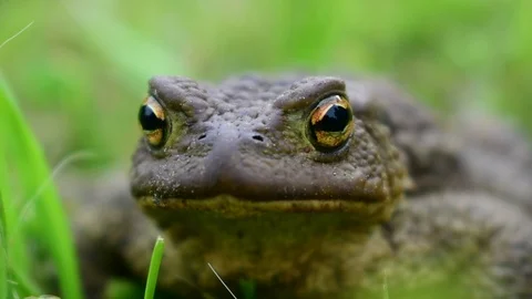 Toad Video stock 115106410