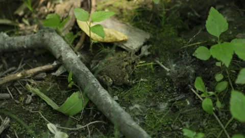 Toad Stock Footage 132936404