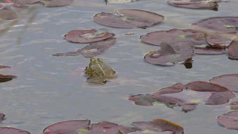 Toad Stock-Footage 154191327