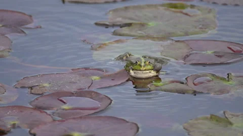 Toad Stock Footage 154191337