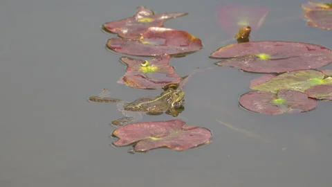 Toad Stock Footage 154191357