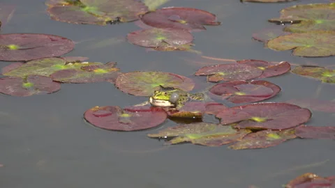 Toad Stock Footage 154191428