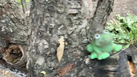 Toad Stock Footage 155368222