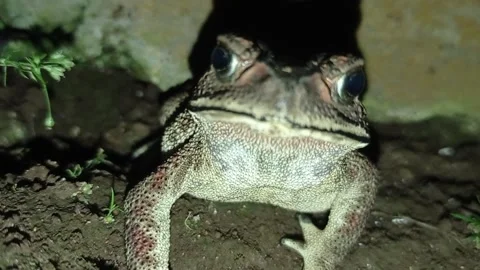 Toad Stock Footage 234325254