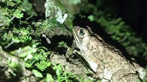 Toad Stock Footage 234325306