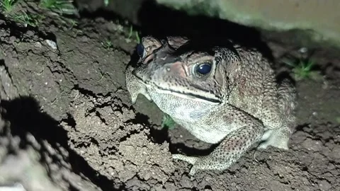 Toad Stock Footage 234325324