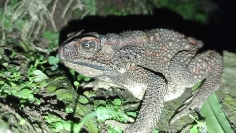 Toad Stock Footage 234429718