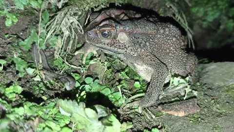 Toad Stock Footage 234540414