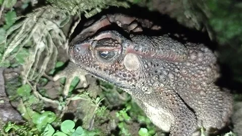Toad Stock Footage 234540694