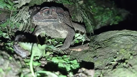 Toad Stock Footage 234540714