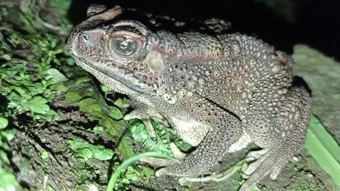Toad Stock Footage 234541776