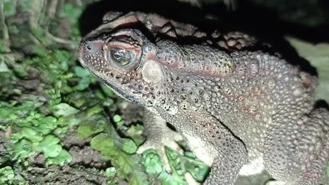 Toad Stock Footage 234541974