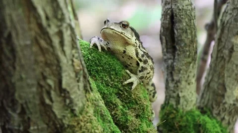 Toad 스톡 동영상 257858630