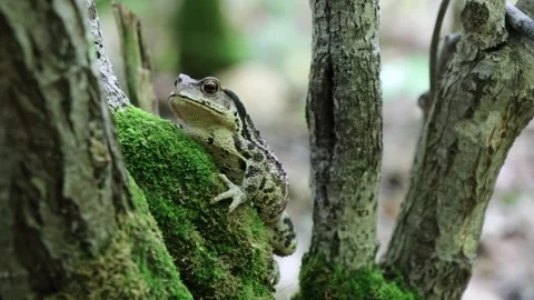 Toad 스톡 동영상 257858697