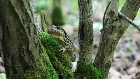 Toad 스톡 동영상 257858715