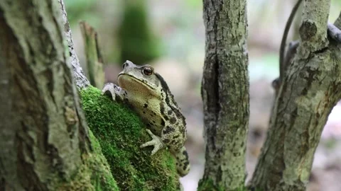 Toad 스톡 동영상 257859024