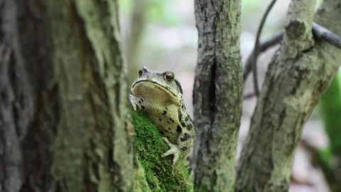 Toad 스톡 동영상 257859235